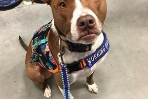 Pitbull Service Dog For Sale My Caring Dog – Tips, Stories, and Care Guides for Loving Pet Owners Pitbull Service Dog For Sale | My Caring Dog – Tips, Stories, and Care Guides for Loving Pet Owners