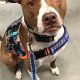 Pitbull Service Dog For Sale | My Caring Dog – Tips, Stories, and Care Guides for Loving Pet Owners