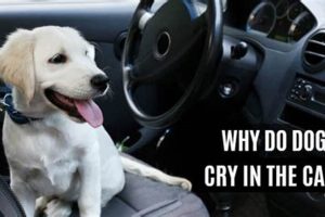 Why Do Dogs Cry In The Car My Caring Dog – Tips, Stories, and Care Guides for Loving Pet Owners Why Do Dogs Cry In The Car | My Caring Dog – Tips, Stories, and Care Guides for Loving Pet Owners