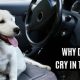 Why Do Dogs Cry In The Car | My Caring Dog – Tips, Stories, and Care Guides for Loving Pet Owners