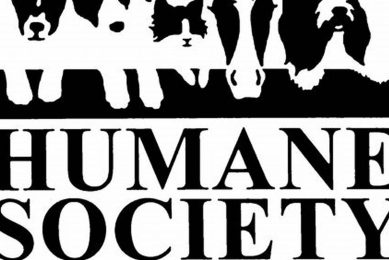 St. Louis Humane Society: Adopt, Don't Shop My Caring Dog – Tips, Stories, and Care Guides for Loving Pet Owners St. Louis Humane Society: Adopt, Don't Shop | My Caring Dog – Tips, Stories, and Care Guides for Loving Pet Owners