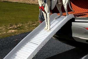 Top Great Cars for Dogs: Safe Travel Guide My Caring Dog – Tips, Stories, and Care Guides for Loving Pet Owners Top Great Cars for Dogs: Safe Travel Guide | My Caring Dog – Tips, Stories, and Care Guides for Loving Pet Owners