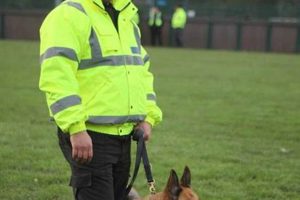 Top Dog Handler Jobs Near You: Car Dog Edition My Caring Dog – Tips, Stories, and Care Guides for Loving Pet Owners Top Dog Handler Jobs Near You: Car Dog Edition | My Caring Dog – Tips, Stories, and Care Guides for Loving Pet Owners