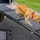 Top Dog Car Ramps for Labradors: Safe & Easy Access | My Caring Dog – Tips, Stories, and Care Guides for Loving Pet Owners