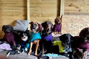 Smooth & Easy Dog Day Care Pick-Up Tips | My Caring Dog – Tips, Stories, and Care Guides for Loving Pet Owners