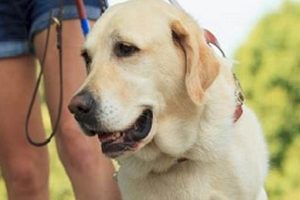 Best Service Dogs for Balance & Mobility My Caring Dog – Tips, Stories, and Care Guides for Loving Pet Owners Best Service Dogs for Balance & Mobility | My Caring Dog – Tips, Stories, and Care Guides for Loving Pet Owners