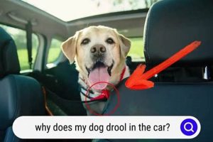 Dog Drooling in Car? Causes & Solutions | My Caring Dog – Tips, Stories, and Care Guides for Loving Pet Owners