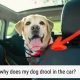 Dog Drooling in Car? Causes & Solutions | My Caring Dog – Tips, Stories, and Care Guides for Loving Pet Owners