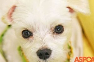 ASPCA Dog Care: Tips & Resources My Caring Dog – Tips, Stories, and Care Guides for Loving Pet Owners ASPCA Dog Care: Tips & Resources | My Caring Dog – Tips, Stories, and Care Guides for Loving Pet Owners