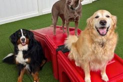 Best Dog Day Care in Mt. Juliet, TN | My Caring Dog – Tips, Stories, and Care Guides for Loving Pet Owners