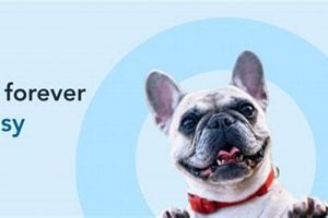 Top Dogsy UK Car Accessories &amp; Travel | My Caring Dog – Tips, Stories, and Care Guides for Loving Pet Owners