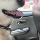 Can You Bring Dogs in Uber Cars? A Guide | My Caring Dog – Tips, Stories, and Care Guides for Loving Pet Owners