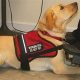 Service Dog Usa | My Caring Dog – Tips, Stories, and Care Guides for Loving Pet Owners