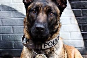 Top Trained K9 Dogs for Car Protection My Caring Dog – Tips, Stories, and Care Guides for Loving Pet Owners Top Trained K9 Dogs for Car Protection | My Caring Dog – Tips, Stories, and Care Guides for Loving Pet Owners