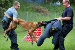 K9 Police Dog Trainer Career Guide | My Caring Dog – Tips, Stories, and Care Guides for Loving Pet Owners