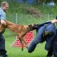 K9 Police Dog Trainer Career Guide | My Caring Dog – Tips, Stories, and Care Guides for Loving Pet Owners