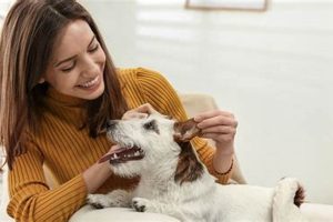 Top-Notch Dog Care Service for Your Furry Friend | My Caring Dog – Tips, Stories, and Care Guides for Loving Pet Owners