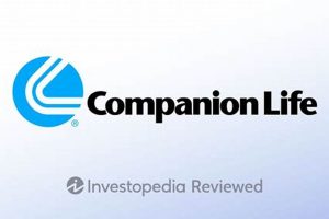 Best Car Dog Life Companions: Guide & Tips My Caring Dog – Tips, Stories, and Care Guides for Loving Pet Owners Best Car Dog Life Companions: Guide & Tips | My Caring Dog – Tips, Stories, and Care Guides for Loving Pet Owners