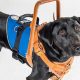 Best Service Dogs in America: Top Guide | My Caring Dog – Tips, Stories, and Care Guides for Loving Pet Owners
