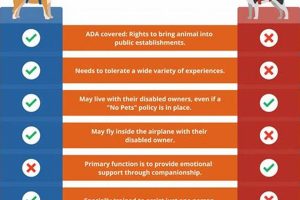 Best Psychiatric Support Dogs for Car Travel | My Caring Dog – Tips, Stories, and Care Guides for Loving Pet Owners