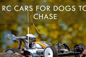 Remote Control Cars for Dogs: A Fun Guide | My Caring Dog – Tips, Stories, and Care Guides for Loving Pet Owners