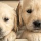 The Ultimate Guide to Dogs as Pets: Care & More | My Caring Dog – Tips, Stories, and Care Guides for Loving Pet Owners