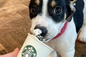 Free Pup | My Caring Dog – Tips, Stories, and Care Guides for Loving Pet Owners