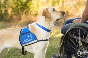 Best Canine Companions Service Dogs: A Guide | My Caring Dog – Tips, Stories, and Care Guides for Loving Pet Owners