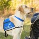 Best Canine Companions Service Dogs: A Guide | My Caring Dog – Tips, Stories, and Care Guides for Loving Pet Owners