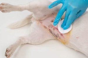 Essential Dog Spaying Aftercare Tips | My Caring Dog – Tips, Stories, and Care Guides for Loving Pet Owners