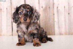 Best Dogs for Sale in St. Louis | Car-Friendly Breeds | My Caring Dog – Tips, Stories, and Care Guides for Loving Pet Owners