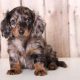 Best Dogs for Sale in St. Louis | Car-Friendly Breeds | My Caring Dog – Tips, Stories, and Care Guides for Loving Pet Owners