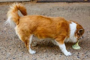 Why My Dog Vomits in the Car & How to Stop It | My Caring Dog – Tips, Stories, and Care Guides for Loving Pet Owners