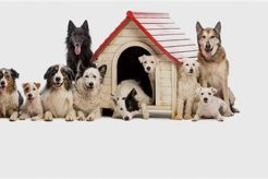 Best Arbor Dog Day Care & Boarding: Luxury Stays | My Caring Dog – Tips, Stories, and Care Guides for Loving Pet Owners