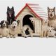 Best Arbor Dog Day Care & Boarding: Luxury Stays | My Caring Dog – Tips, Stories, and Care Guides for Loving Pet Owners