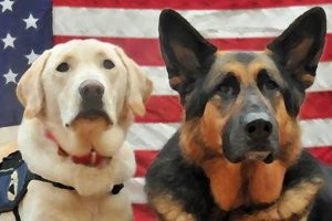 Best Service Dogs for Veterans Near You | My Caring Dog – Tips, Stories, and Care Guides for Loving Pet Owners