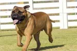 Top 5 Hardest Dogs to Take Care Of: A Guide My Caring Dog – Tips, Stories, and Care Guides for Loving Pet Owners Top 5 Hardest Dogs to Take Care Of: A Guide | My Caring Dog – Tips, Stories, and Care Guides for Loving Pet Owners