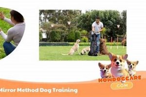 Effective Care Method Dog Training Guide | My Caring Dog – Tips, Stories, and Care Guides for Loving Pet Owners