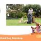 Effective Care Method Dog Training Guide | My Caring Dog – Tips, Stories, and Care Guides for Loving Pet Owners