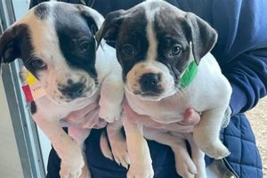 Best Chicago Area Dog Rescue & Adoption | My Caring Dog – Tips, Stories, and Care Guides for Loving Pet Owners