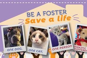 Dog Fostering Near Me: Short-Term Care | My Caring Dog – Tips, Stories, and Care Guides for Loving Pet Owners