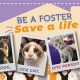 Dog Fostering Near Me: Short-Term Care | My Caring Dog – Tips, Stories, and Care Guides for Loving Pet Owners