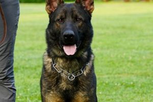 Trained Esa Dogs For Sale | My Caring Dog – Tips, Stories, and Care Guides for Loving Pet Owners