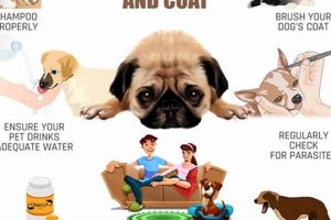 How To Take Care Of Your Dog My Caring Dog – Tips, Stories, and Care Guides for Loving Pet Owners How To Take Care Of Your Dog | My Caring Dog – Tips, Stories, and Care Guides for Loving Pet Owners