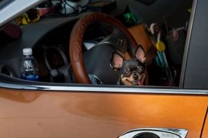 Best Dog Sick in Car Remedies &amp; Prevention Tips | My Caring Dog – Tips, Stories, and Care Guides for Loving Pet Owners