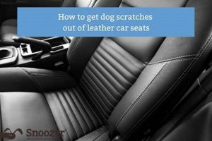 How To Get Dog Scratches Out Of Car | My Caring Dog – Tips, Stories, and Care Guides for Loving Pet Owners