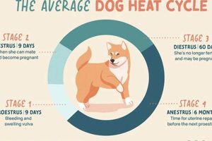 Best Car Dog Accessories: How Does a Dog Travel Safely? | My Caring Dog – Tips, Stories, and Care Guides for Loving Pet Owners