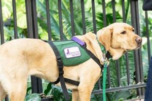 Benefits of Service Dogs for Parkinson's Patients | My Caring Dog – Tips, Stories, and Care Guides for Loving Pet Owners