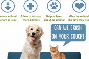 Dog Foster Care | My Caring Dog – Tips, Stories, and Care Guides for Loving Pet Owners