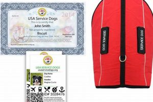 Find & Support USA Service Dogs | My Caring Dog – Tips, Stories, and Care Guides for Loving Pet Owners